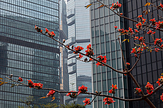 香港建筑和木棉花