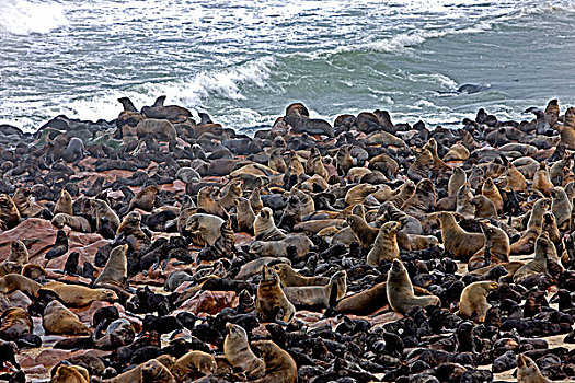 毛海狮,生物群,卧,海滩,克罗斯角,纳米比亚