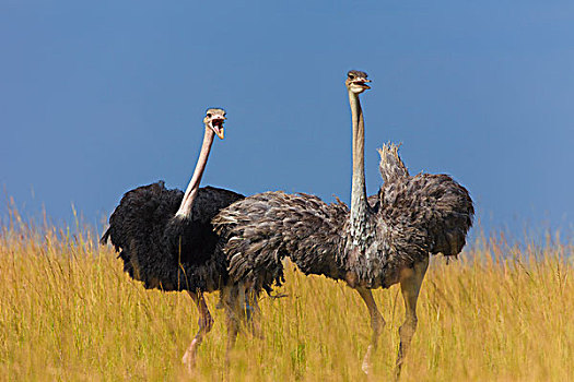 一对,马赛,鸵鸟,鸵鸟骆驼,在,草原,马赛玛拉,国家保护区,肯尼亚,东部非洲