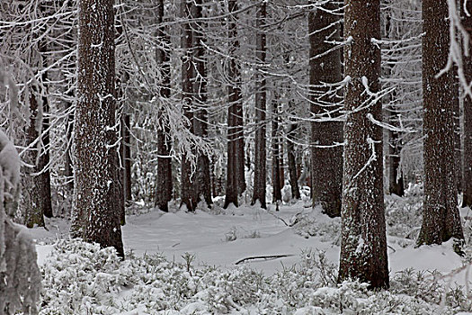 冬天,木头,霜,雪,树,哈尔茨山,自然保护区,下萨克森,德国
