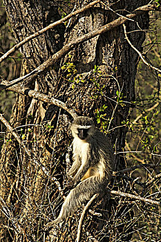黑长尾猴,猴子,坐,树,枝条,克鲁格国家公园,南非