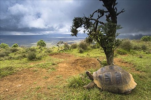 阿尔斯多火山海岛陆龟,加拉巴哥象龟,边缘,火山,阿尔斯多火山,伊莎贝拉岛,加拉帕戈斯群岛,厄瓜多尔