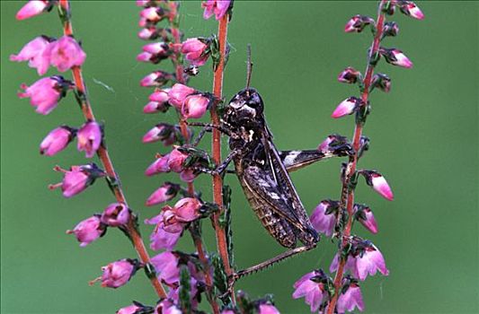 蝗虫,花,欧洲