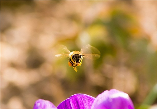 蜜蜂,飞,紫色,藏红花,花