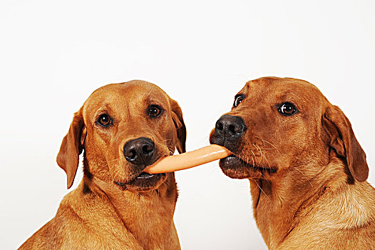 两个,拉布拉多犬,香肠,嘴