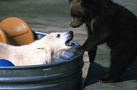北极熊,棕熊,动物园,阿拉斯加,美国