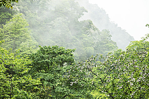 梵净山生态