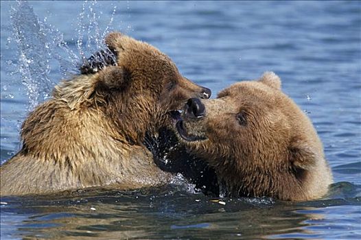 棕熊,母兽,玩,水中,幼兽,布鲁克斯河,国家公园,阿拉斯加,美国