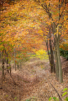 深秋的树林