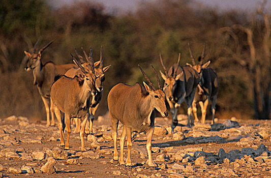 大羚羊,牧群,接近,水坑,埃托沙国家公园,纳米比亚,非洲