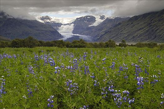 北极,羽扇豆属植物,背景,冰河,斯卡夫塔菲尔国家公园,冰岛