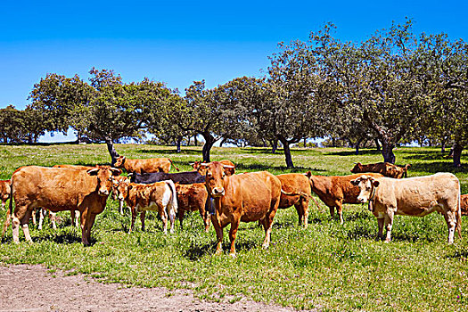 母牛,放牧,埃斯特雷马杜拉,草地,西班牙