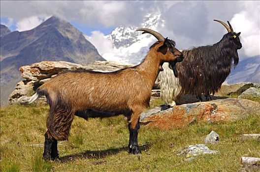 牧群,山羊,策马特峰,瓦莱,瑞士