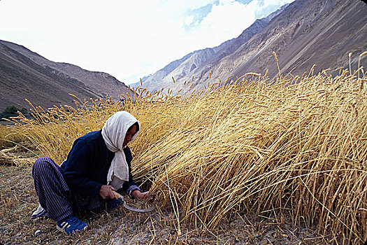 女人,收获,小麦,地点,乡村,山地,北方,区域,巴基斯坦,四月,2005年