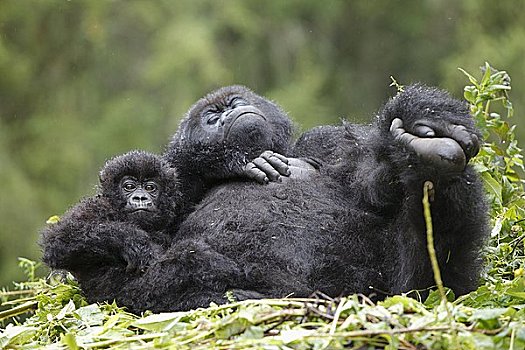 山地大猩猩,大猩猩,国家公园,东非,非洲