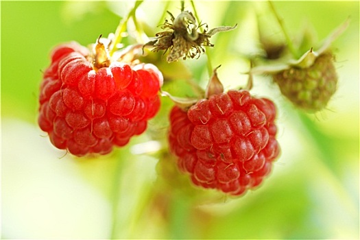 两个,成熟,水果,红色树莓,特写