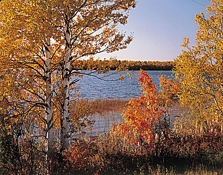 落叶树,湖,秋天