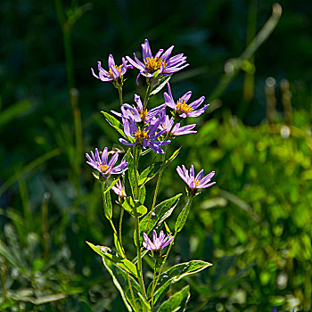 高山,紫苑属,乐园,雷尼尔山国家公园,华盛顿,美国