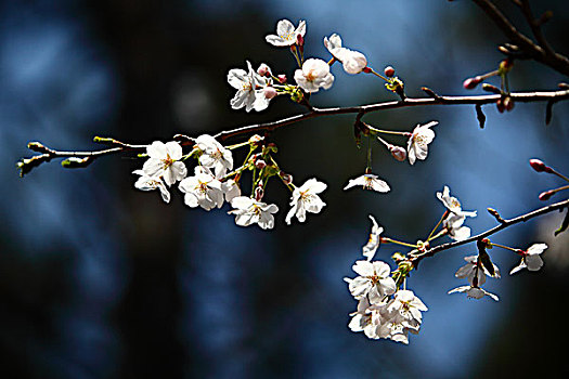 樱花