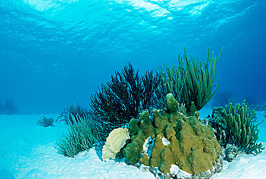 珊瑚,沙,地面,特立尼达,加勒比海