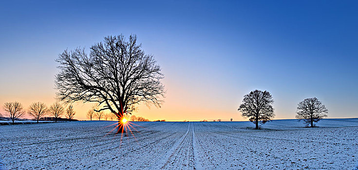 孤单,橡树,冬天,雪地,日落,萨克森安哈尔特,德国,欧洲