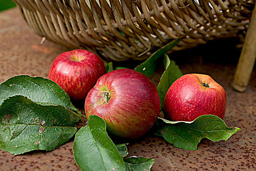 皇家,节日,红苹果,叶子,柳条篮,生锈,花园桌