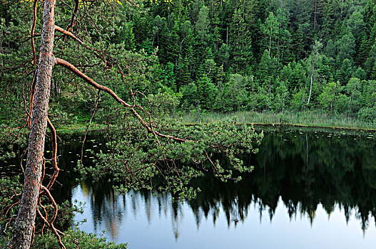 树林,湖,挪威