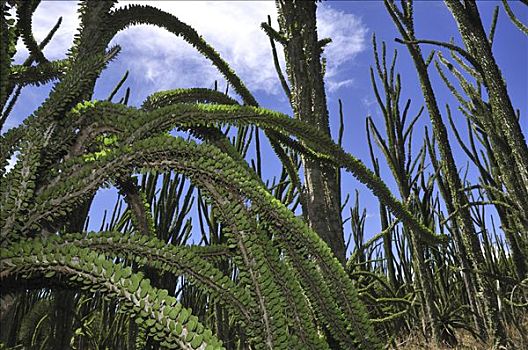 马达加斯加,墨西哥刺木,贝伦提私人保护区