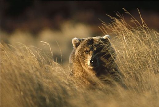 大灰熊,棕熊,凝视,秋天,草,阿拉斯加