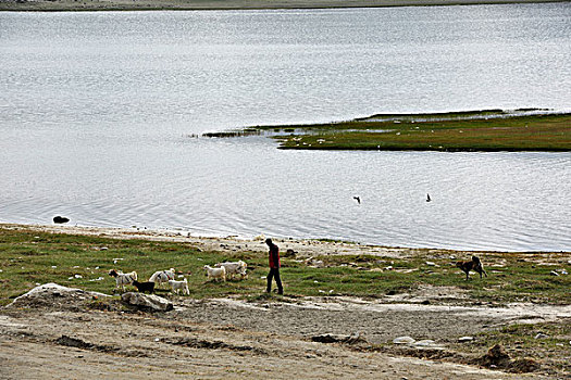 新疆喀拉库勒湖放牧