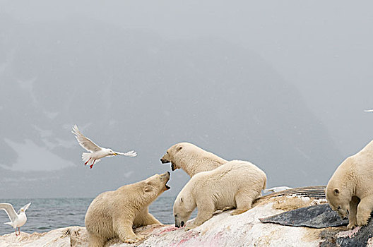 挪威,斯瓦尔巴群岛,斯匹次卑尔根岛,北极熊,群,畜体,鳍鲸,长须鲸,漂浮,海岸