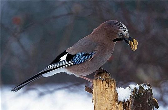 鸟类,松鸦,鸟,冬天,巴伐利亚森林,德国,欧洲,动物