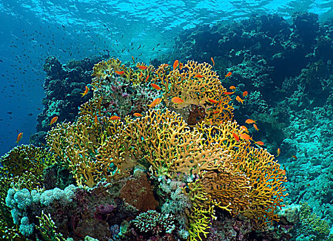 珊瑚礁,红海,埃及,非洲