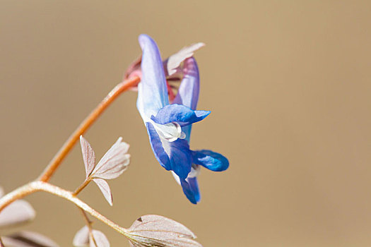 美丽的蓝色野花,延胡索