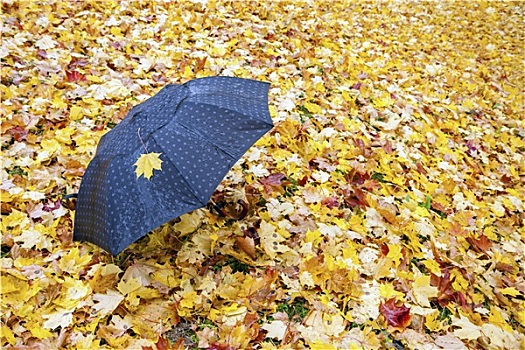 孤单,黑色,伞,左边,地上,遮盖,黄色,枫叶,秋天,许多,留白,右边