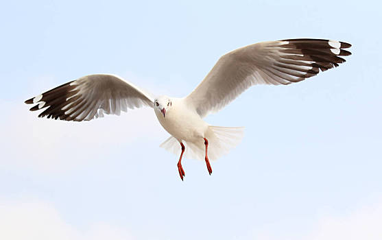 海鳥圖片_海鳥圖片大全_海鳥圖片素材