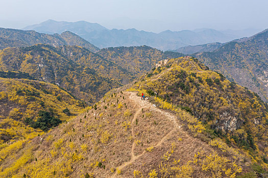 航拍济南梯子山连翘花开