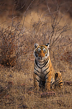 孟加拉,印度虎,虎,坐,干草,树林,拉贾斯坦邦,国家公园,印度,亚洲