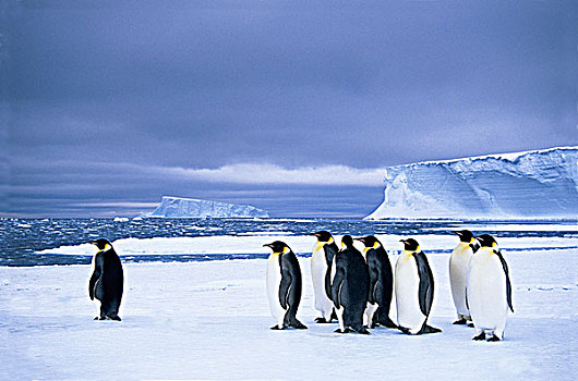 帝企鹅,等待,边缘,浮冰,准备,觅食,旅途,出海,南,威德尔海,南极