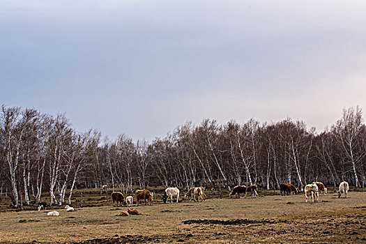 内蒙古西乌旗白桦林