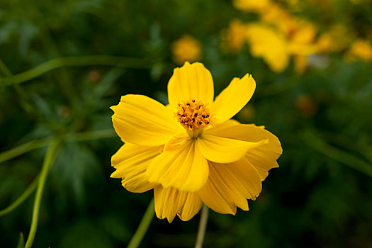 百日菊,硫华菊－花海