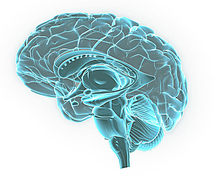 蓝色,x光,图像,人,大脑,身体部位,3d,局部,风景