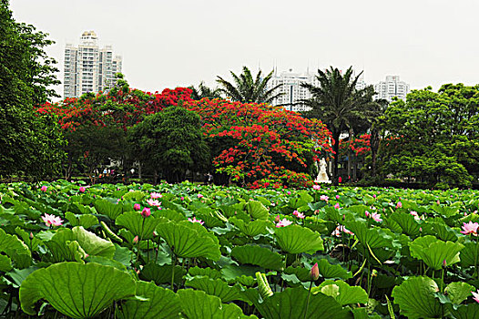 荷花,洪湖公园