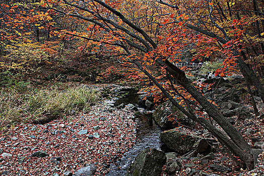 关门山,大石湖,秋天,红叶,晚秋,枫叶,绚丽,五彩缤纷,自然,颜色