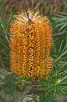 拔克西木属,花序,农场,西澳大利亚州,澳大利亚