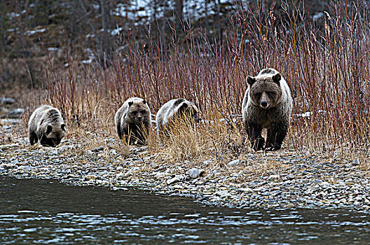 大灰熊,母熊,幼兽,棕熊,捕鱼,枝条,河,生态,自然保护区,育空地区,加拿大