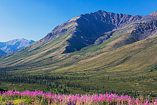 山,远景,杂草,前景,育空,加拿大