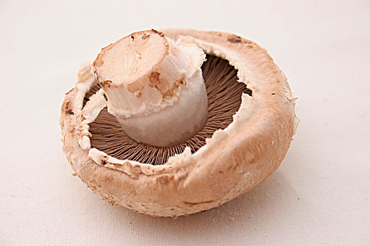 白色蘑菇大全名称图片图片
