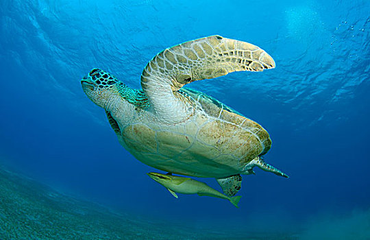 绿海龟,龟类,漂浮,向上,深海,红海,阿布达巴卜,埃及,非洲