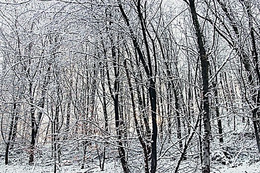 积雪,树林,冬天